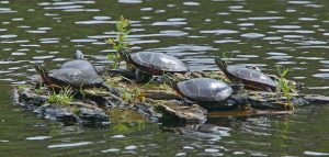 Turtles