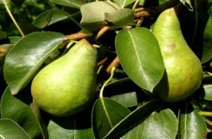 Pears