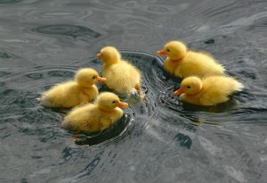 Baby ducks